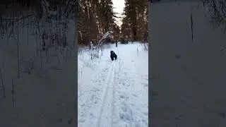 БАТЯ И ЛЫЖИ😂 