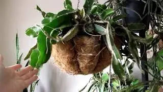 Moving all my Cacti hanging baskets and Spider Plants into the Yard for the Summer months
