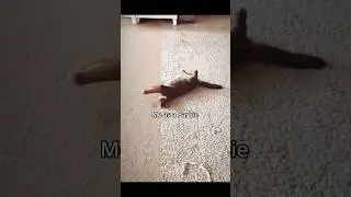 Барби фильтр на кошке