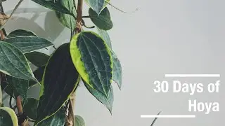 30 Days of Hoya | Daily Hoya Videos