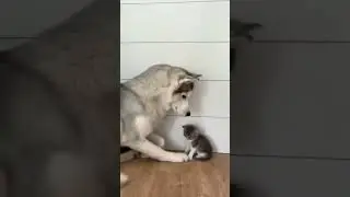 just another Cute Kitten and a loving dog 