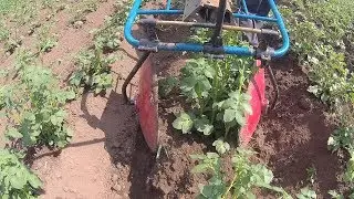 Hilling potatoes