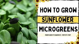 How to Grow Sunflower Microgreens — Complete Step-by-Step Guide
