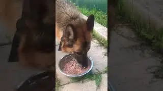 Зура