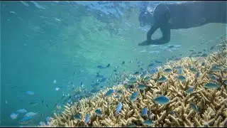 Snorkelling John Brewer Reef (Raw Footage)