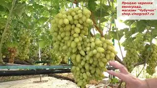 BANANAS - Muscat temptation #2 - early, with Muscat flavor and large bunches and berries - a summ...