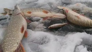 Хороший денёк! Ловля щуки в оттепель.