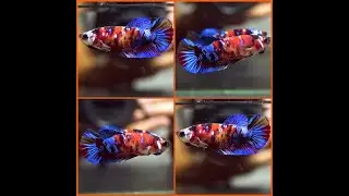 Betta Fish Fancy RED TIGER BLUE GALAXY KOI Halfmoon Plakat Female X525