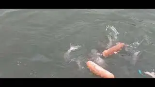 ត្រីចិញ្ចឹម ប្រា ឆ្ពិន ទីឡាប្ចា Fish