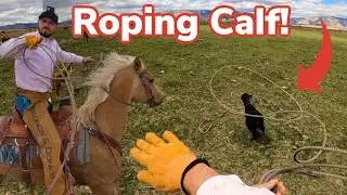 Rescuing Lost Calf!