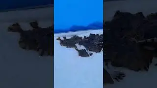 Сахалин ловим Камбалу на озере Тунайча 