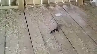 Забавный бурундучок 🐿