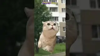 До какого города дошло это видео🤔🤨#хочуврек#котики#футажи#shorts  Автор звука:@kikkadim