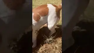 Jack Russel technique Finding Moles