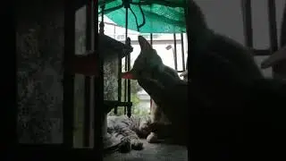 ORANGE KITTEN CAT BEHAVIOR, SUDDENLY AGGRESSIVE. AND IN THE END, SPOTTED THEIR FATHER OUTSIDE.