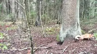 Проверка капканов, два дуплета по лисе.