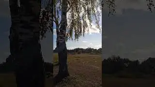 323. В березках
