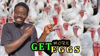 Do this to Boost Egg Production in Your Turkey Farm. Try it!!