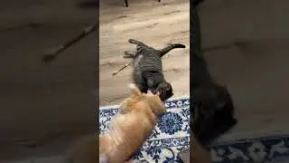 Dog and cat playtime