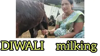 #Diwali   #milking