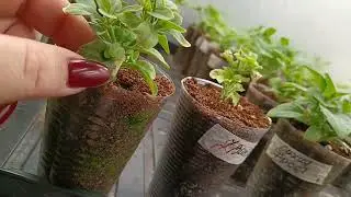 🌸Сравним? 🌸10 дней после пересадки из Агробалта в Травень🌸