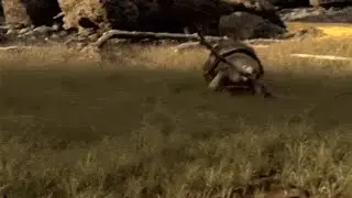 Tortoise finds stick, runs into a fence