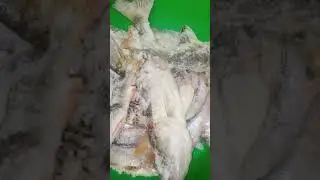 Shorts судачок на мормышку