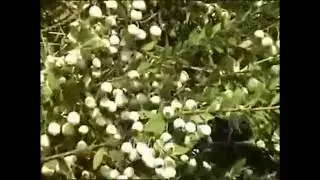 Karaisalılara Neden Murtcu Denilir