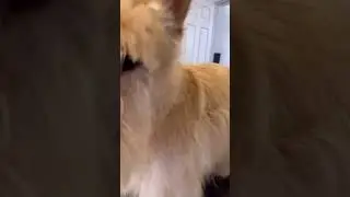 Scottie transformation