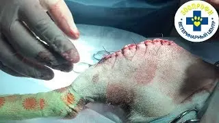 УДАЛЕНИЕ СУСТАВНОЙ ГРЫЖИ. НАШ КЛИЕНТ ЧЕРЕЗ ТРИ МЕСЯЦА ПОСЛЕ ОПЕРАЦИИ