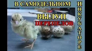 Вылуп перепелов в самодельном инкубаторе с переворотом