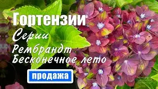 Гортензии крупнолистные: серия Рембрандт, серия Бесконечное лето и др.