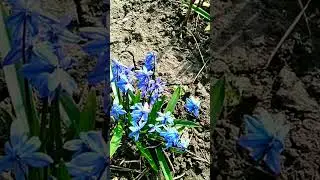 Весна . Пробуждение !!!  #ютуб#садогород#природа#красота#счастьеесть