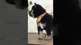 ペットショップ 犬の家 中津川店 「柴♀」「112814」