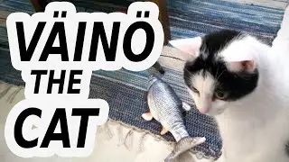 Weird fishy fish toy that moves (Väinö the Cat #2)