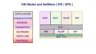 OSI Model and NetWare (IPX/SPX)