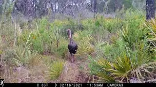 Browning Spec Ops Edge Trail Camera 20 MP Demo