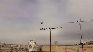 Голуби Луганска в небе 09.05.2023