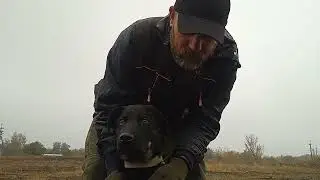 какой породы этот щенок?