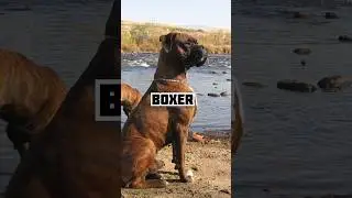 Top 10 Dogs Breeds 