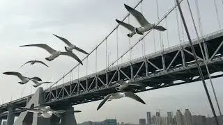 Sea birds | Dalian City | China Tour