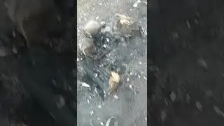 Дежурство БДПО