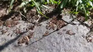 Hangya-tánc (Ant's dance)