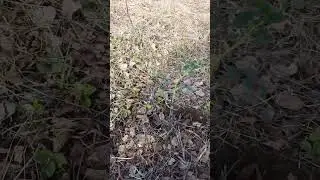 Как правильно выращивать розы
