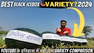 2024 में तरबूज🍉की किस वैरायटी ने दिखाया, कितना दम💪? देखें प्रैक्टिकल तुलना | #tarbuj | #variety