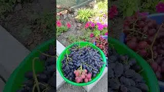 Виноград Роза красная, Днепровский сувенир, Талдун.