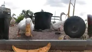 Yard chicken