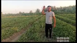 Тарвуз ковун полизига бордик