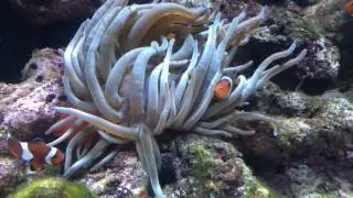 Bahamas Atlantis