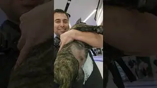 Delivering Our Presa Canario Puppy to Family at LAX